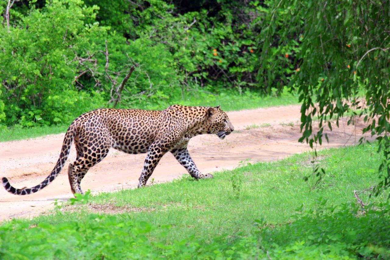 Yala Rich Lodge Tissamaharama Zewnętrze zdjęcie